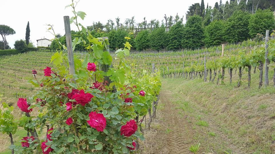 Residence Il Vigneto Lari Ngoại thất bức ảnh